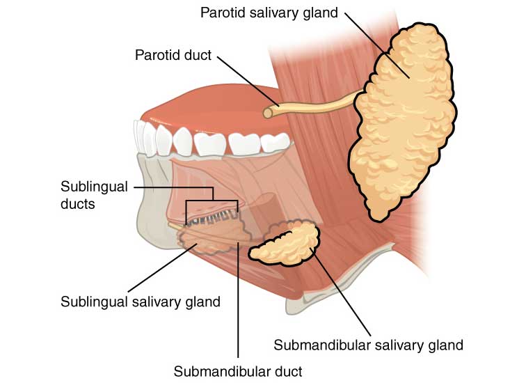 Medical illustration of the salivary glands