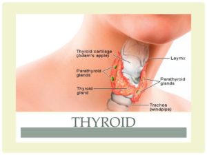 Thyroid gland illustration